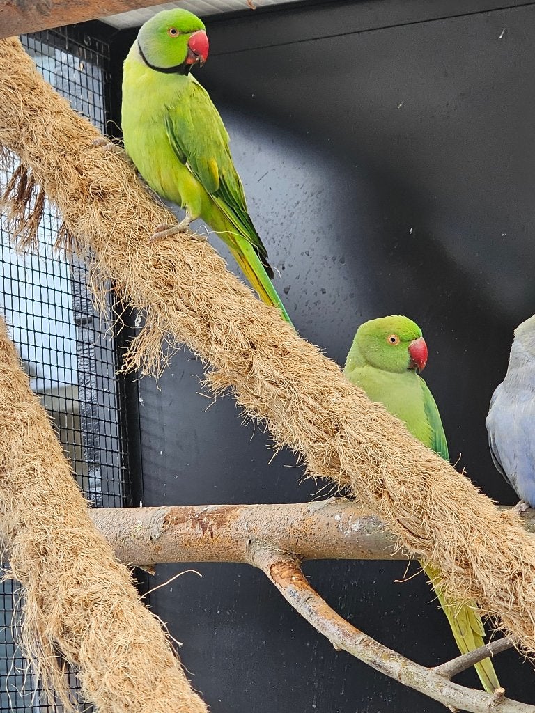 Koppel Halsbandparkieten | Groen opaline | 2023/2019, Dieren en Toebehoren, Meerdere dieren, Parkiet, Geringd