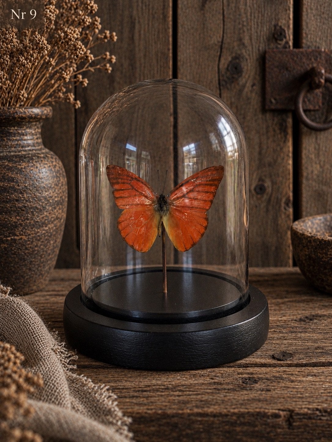 Vlinder in stolp, Ophalen of Verzenden, Nieuw, Insect, Opgezet dier