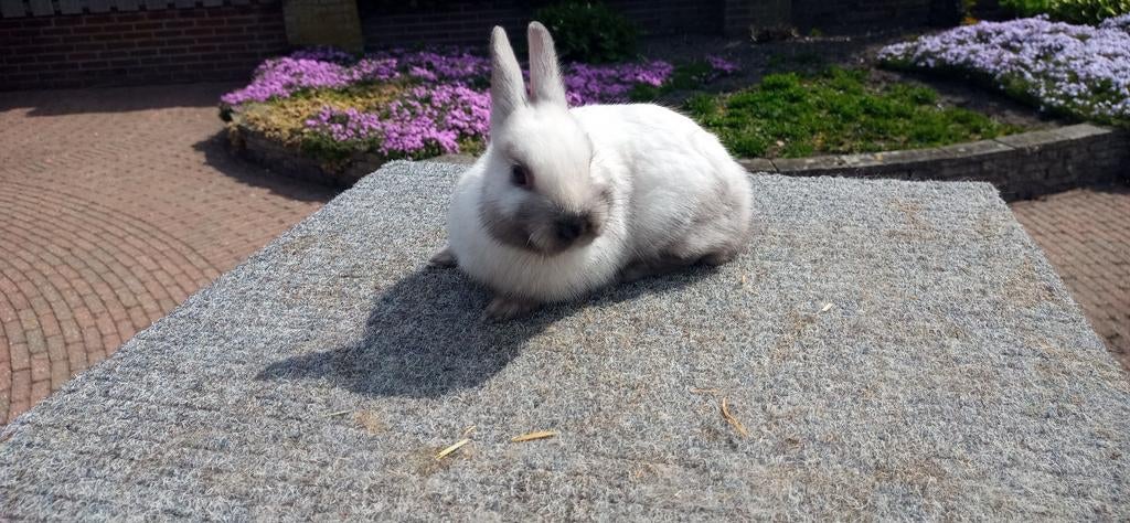 Kleurdwergjes te koop, Dieren en Toebehoren, Konijnen, Meerdere dieren, Dwerg