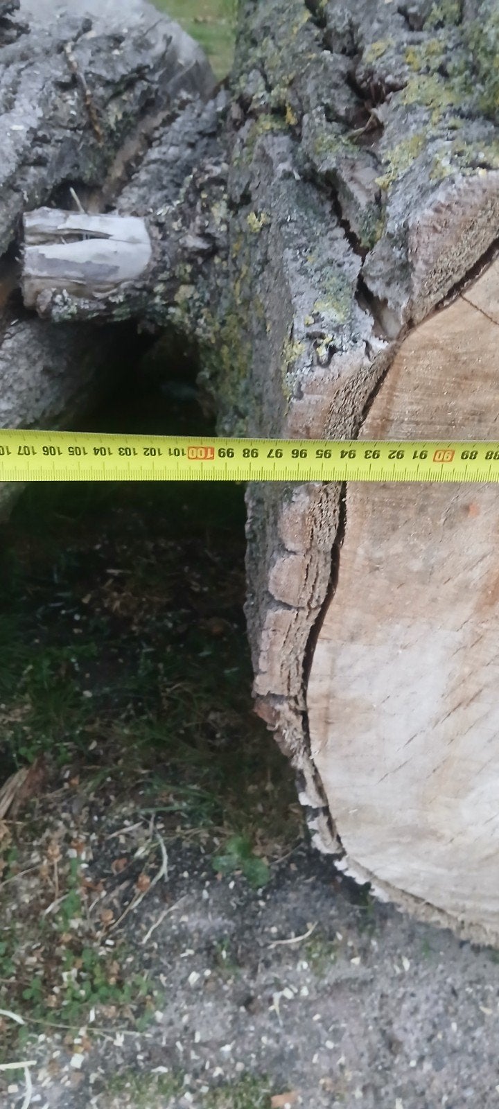 Gratis populieren hout zie beschrijving, 6 m³ of meer, Ophalen, Overige houtsoorten, Stammen