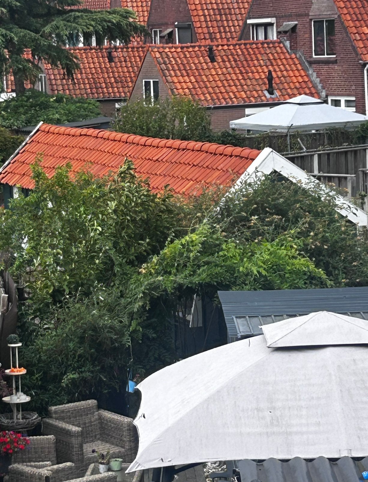 Groot duivenhok  E 200,00 euro, Meerdere dieren, Postduif