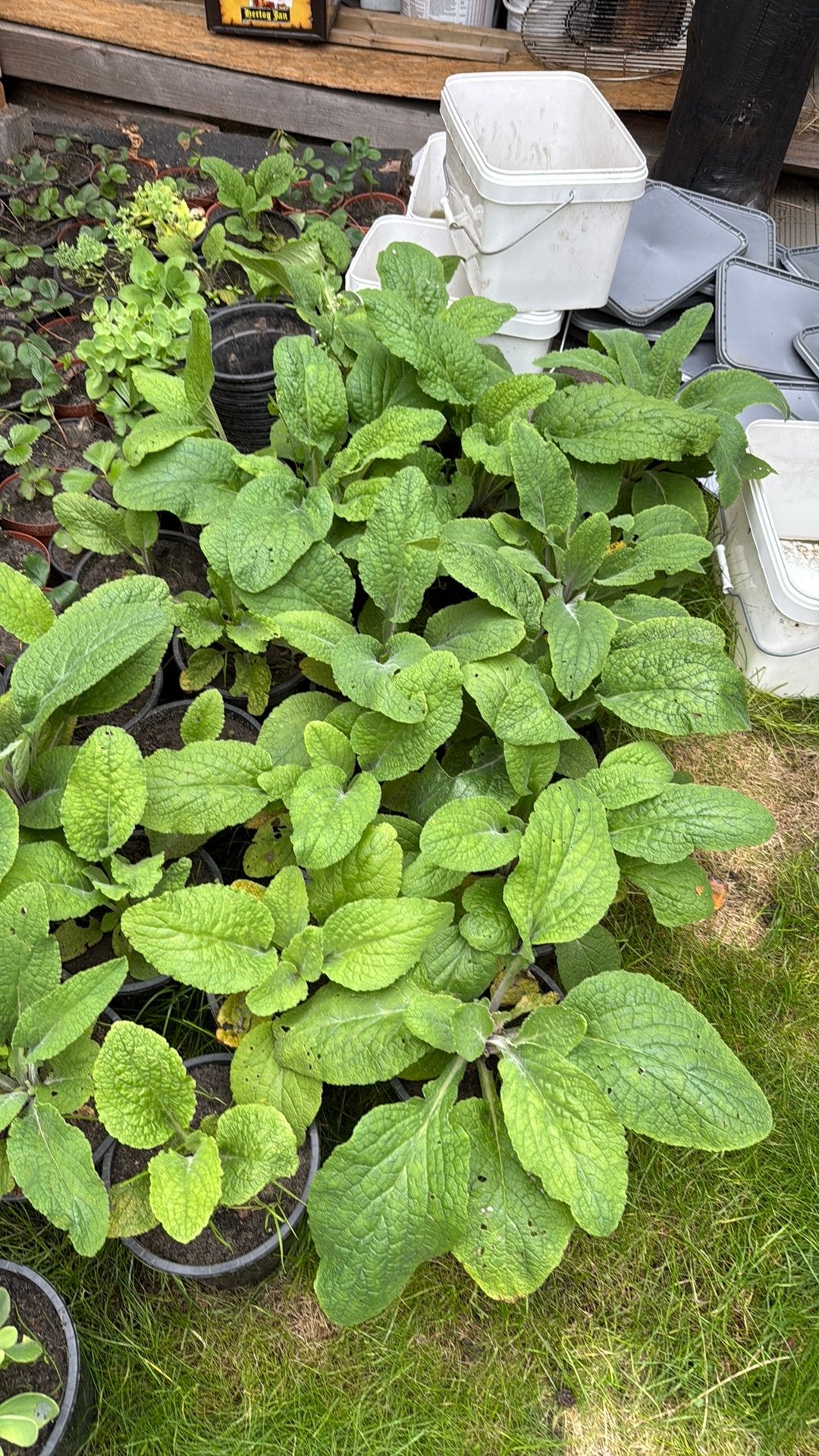 Digitalis vingerhoedskruid, Ophalen of Verzenden, Overige soorten, Volle zon