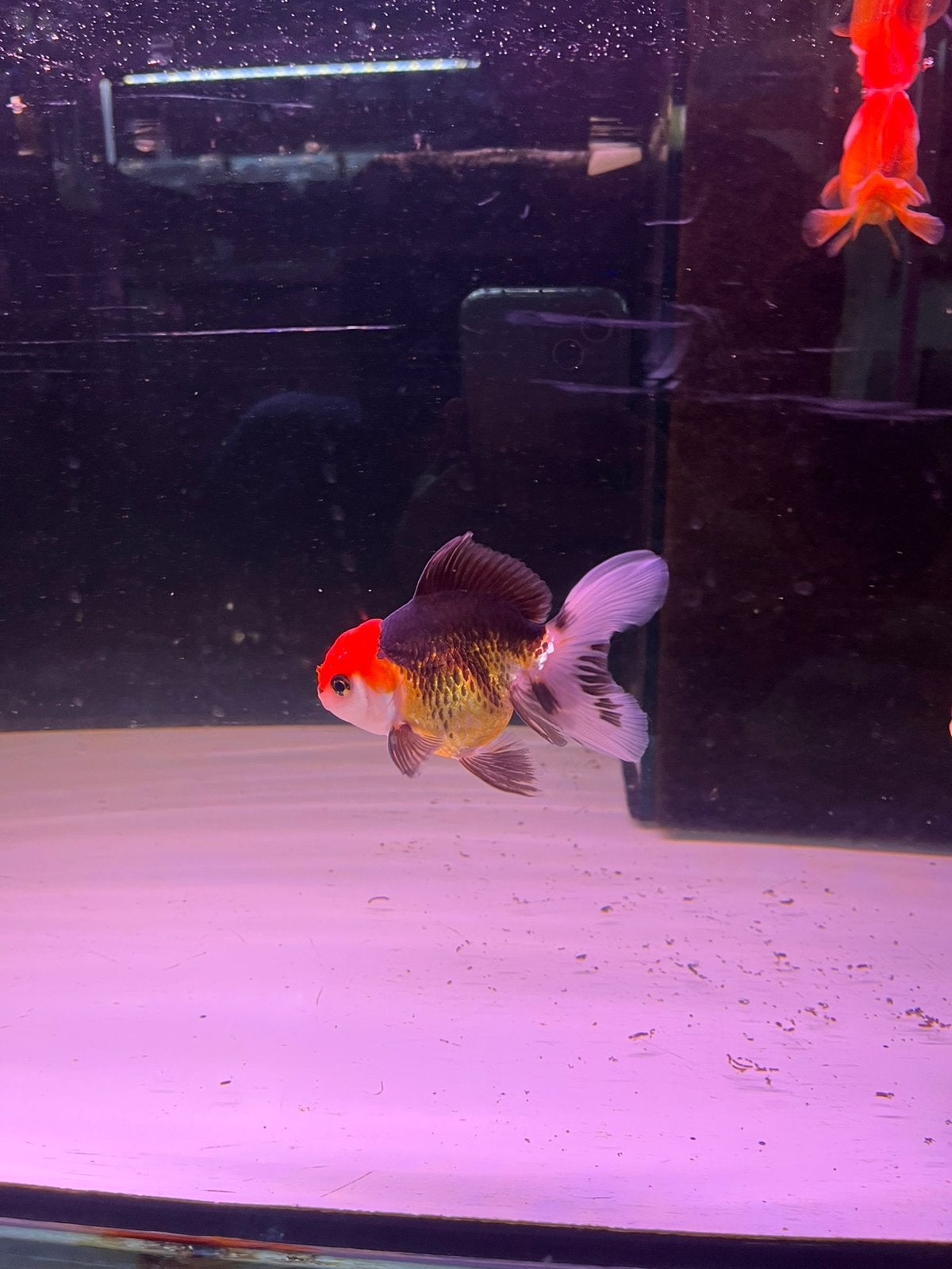 Leewenkop tricolor, Dieren en Toebehoren, Vis