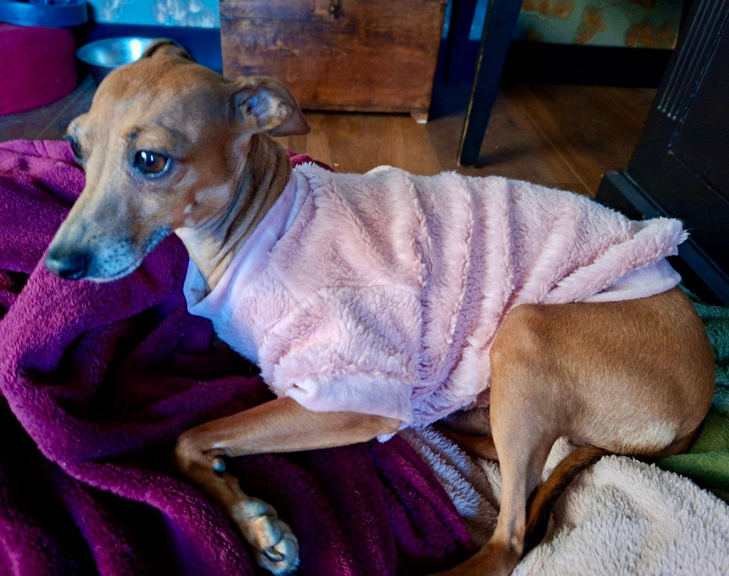 HANDMADE hondentrui Xolo Italiaanse Windhond Pup Bolonka Pom, Ophalen of Verzenden, Nieuw, Hondentrui, Handgemaakt