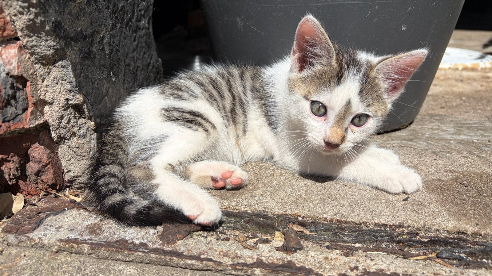 Tamme en lieve boerderijkittens te koop, Meerdere dieren