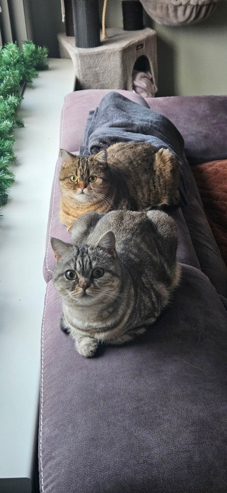 Britse korthaar golden tabby silver tabby, Dieren en Toebehoren, Poes