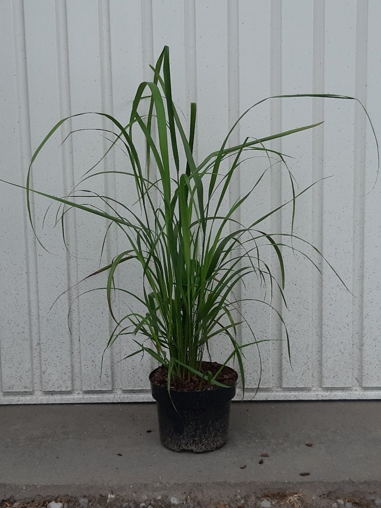 siergras Calamagrostis, Vaste plant, Halfschaduw, Zomer, Ophalen