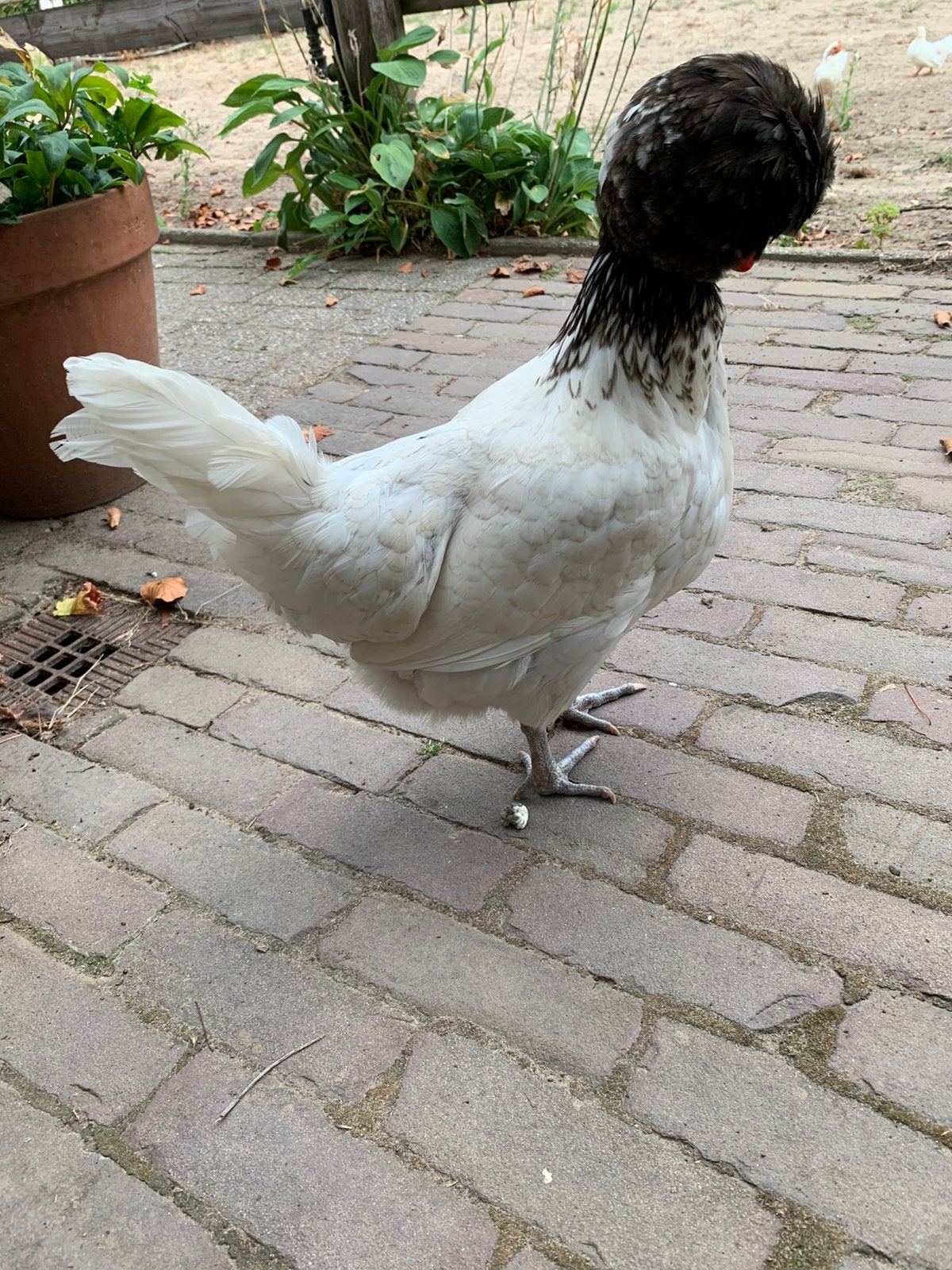 Gezocht hollandse kuifhoen een haan wit met een zwarte kuif, Dieren en Toebehoren, Mannelijk, Kip