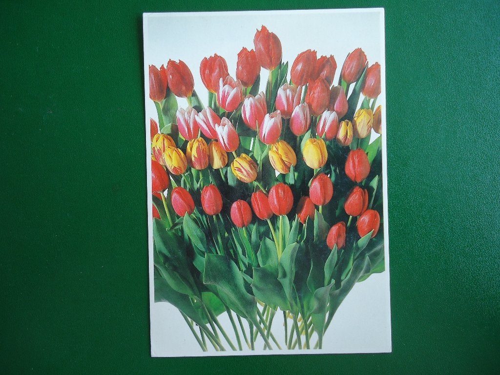 (1752) Bloemenkaart / Foto PAUL HUF, Verzenden, 1980 tot heden, Gelopen, Overige thema's
