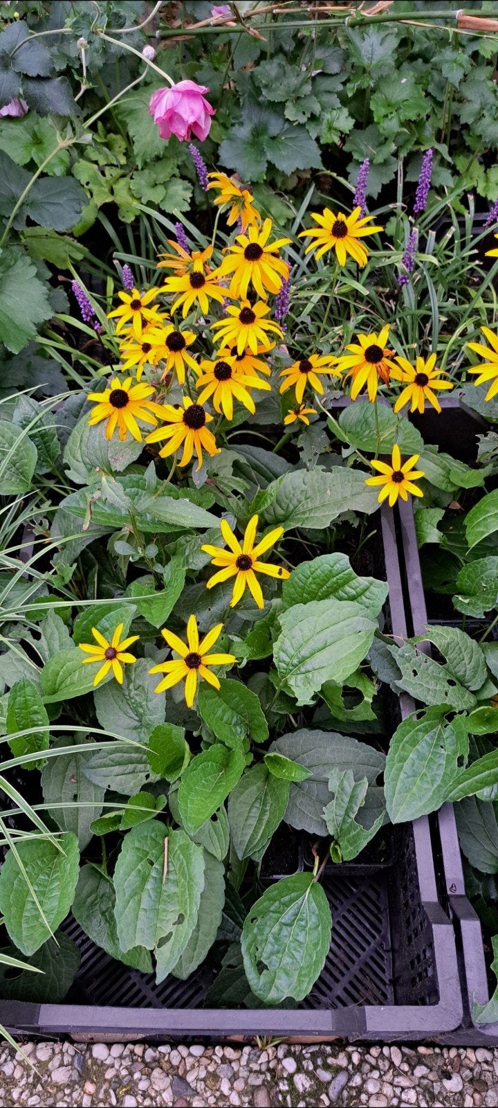 Rudbeckia Goldstrum, Volle zon, Vaste plant, Zomer, Ophalen