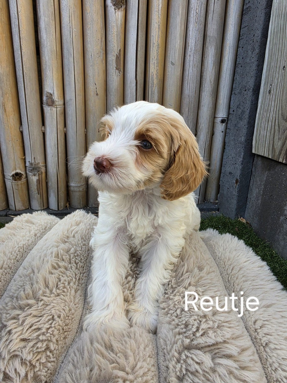 Labradoodle pups 8 weken oud, Parvo, Overige rassen, 8 tot 15 weken, Meerdere
