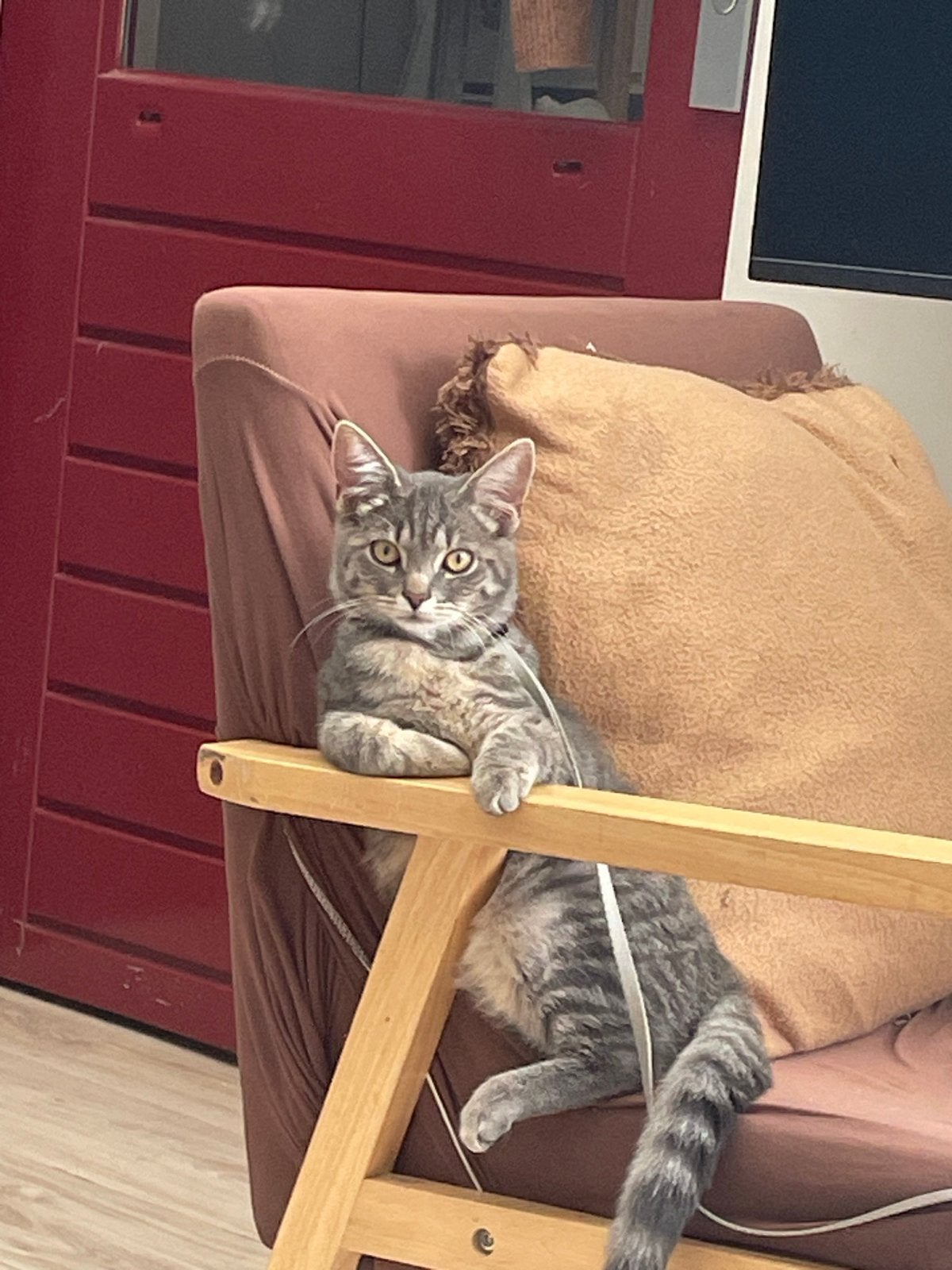 1 jaar oud, Dieren en Toebehoren, Poes