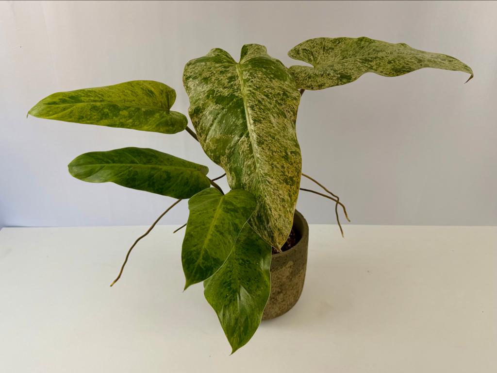 Philodendron Whipple Way Mint P15, Overige soorten, In pot, Minder dan 100 cm, Groene kamerplant