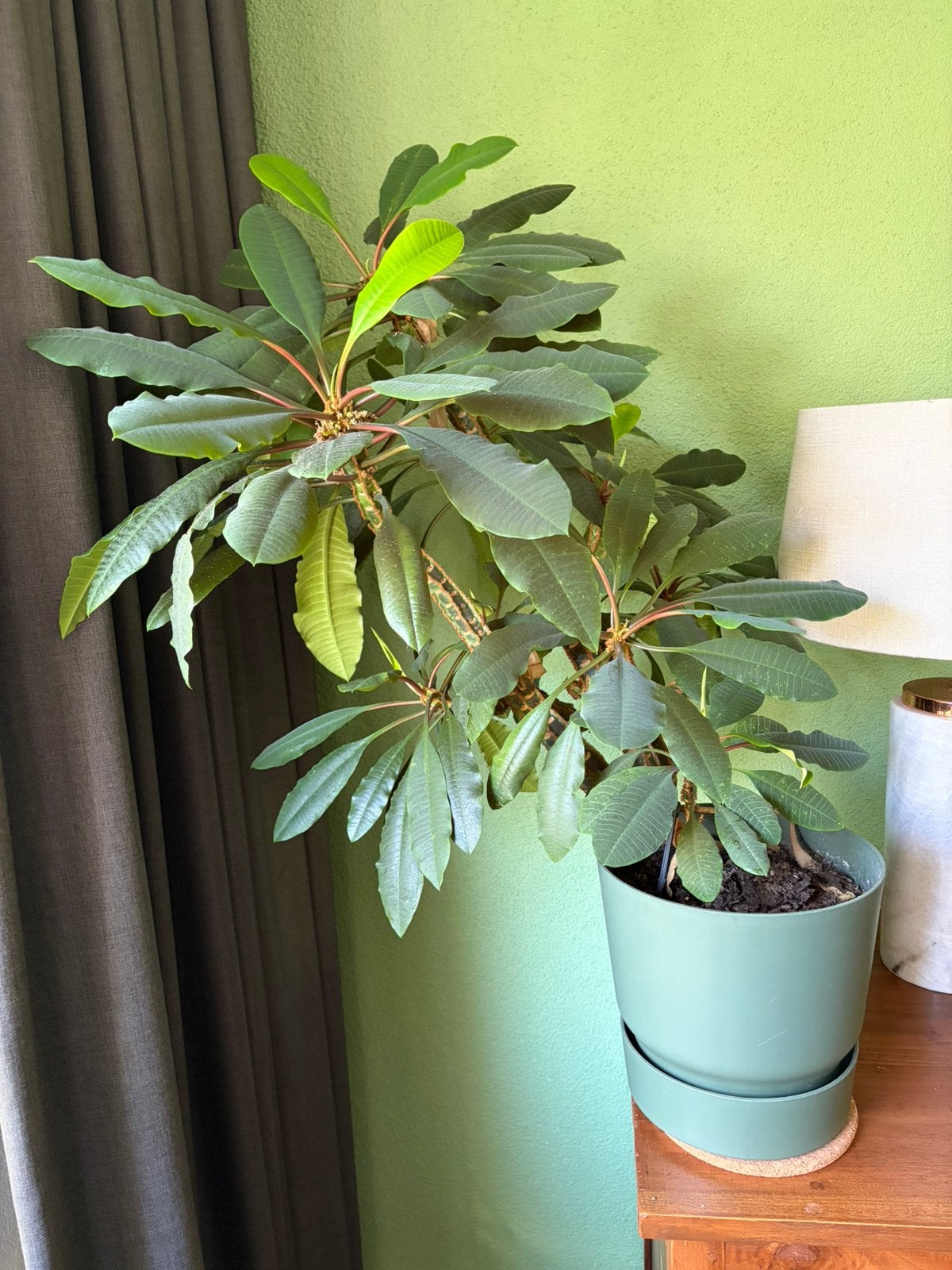 Madagascar Jewel plant, Groene kamerplant, Ophalen, Halfschaduw, Minder dan 100 cm