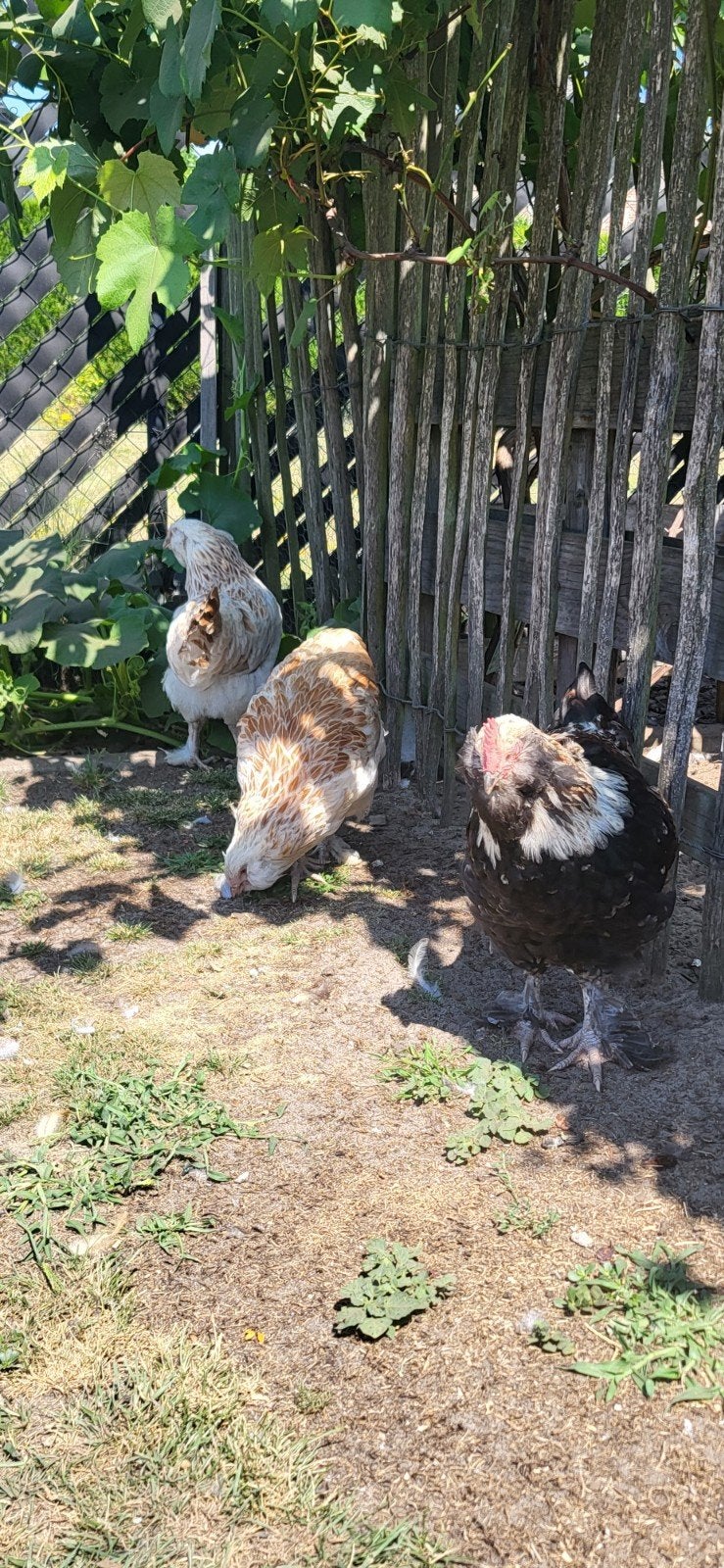 Trio Duitse faverolles, Meerdere dieren, Kip