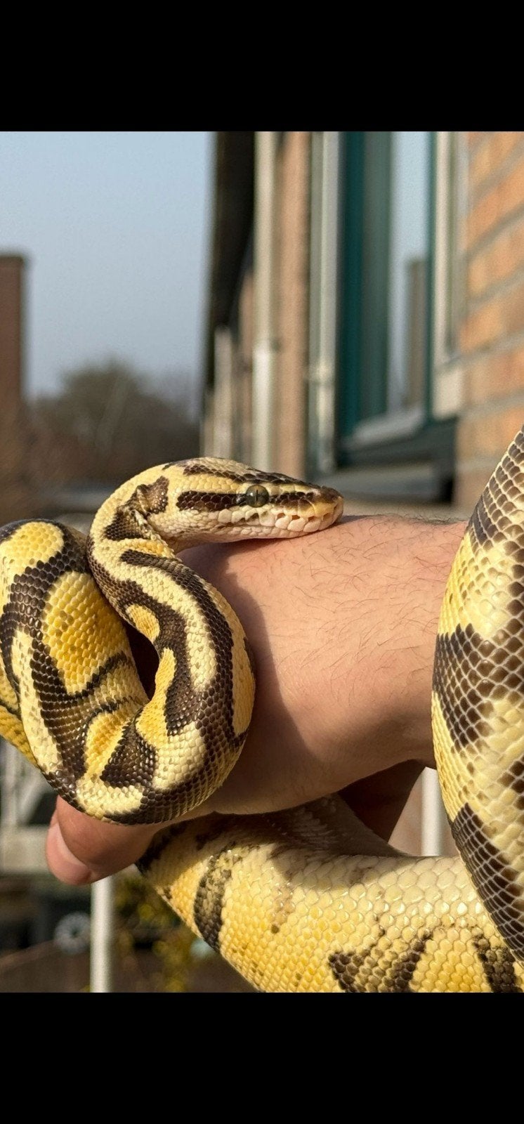 Mooi python, Ophalen