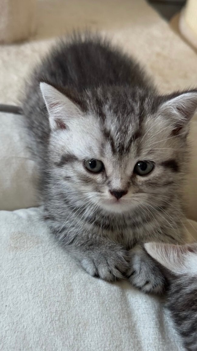 Foto 6 van Raszuivere britse korthaar kittens (exclusive kleuren)