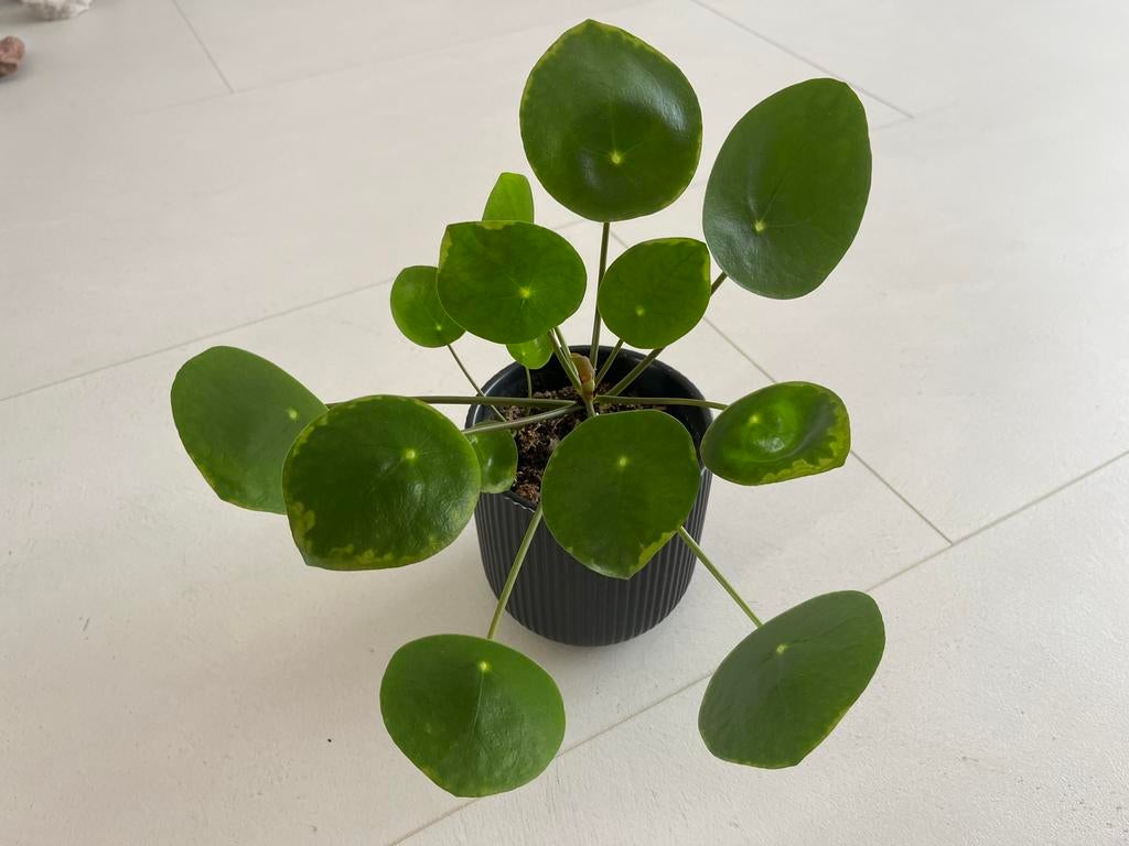 Pilea pannenkoekplant, Huis en Inrichting, Kamerplanten, Ophalen, Overige soorten, Halfschaduw, Minder dan 100 cm