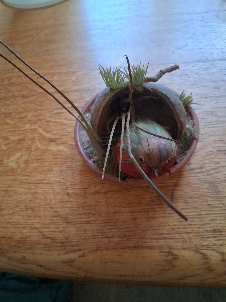 vogel op schotel deco, Ophalen