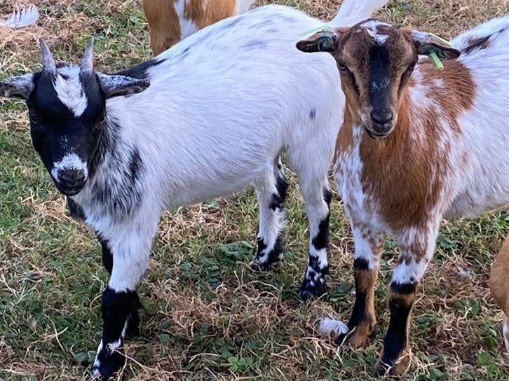 Tekoop 2 dwerggeitjes, Dieren en Toebehoren, Vrouwelijk, Geit, 0 tot 2 jaar