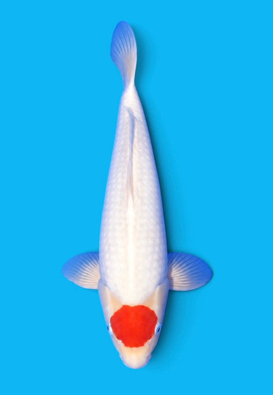 HQ tancho kohaku kweker ISA koi farm, Karper of Koi