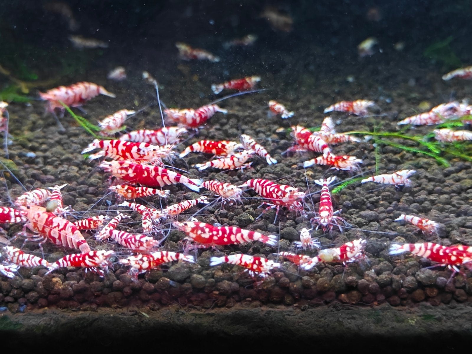 red Fancy tiger garnalen groepje 15 stuks