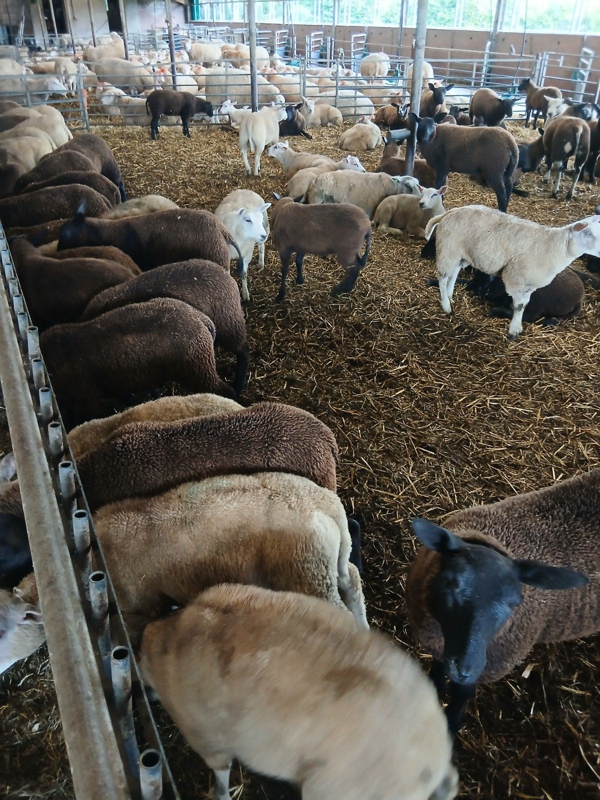 Fokooien, Mannelijk, Schaap