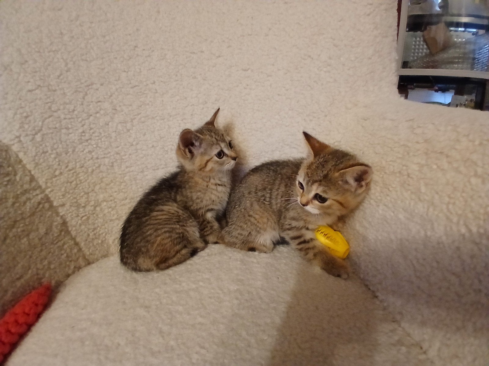 2 lovely kittens