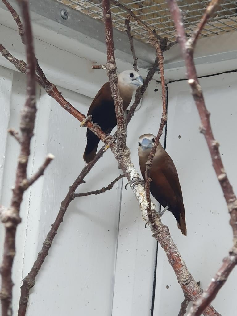 Witkopnon koppel, Meerdere dieren, Tropenvogel, Geringd