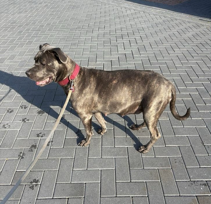 VERWACHT !!! Cane corso pups, 8 tot 15 weken, Meerdere, Meerdere dieren, Nederland
