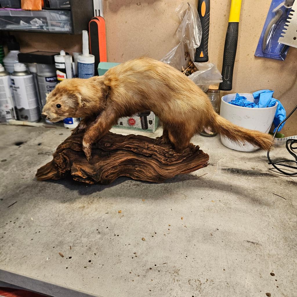 Opgezette marter bunzing opgezet taxidermie taxidermy, Ophalen of Verzenden, Gebruikt, Wild dier, Opgezet dier