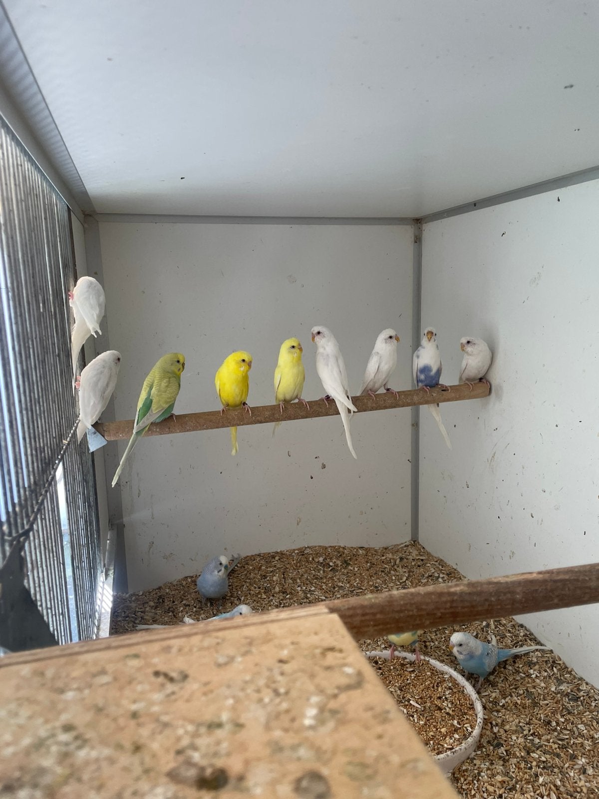 Grasparkietjes 16 stuks, Meerdere dieren, Parkiet