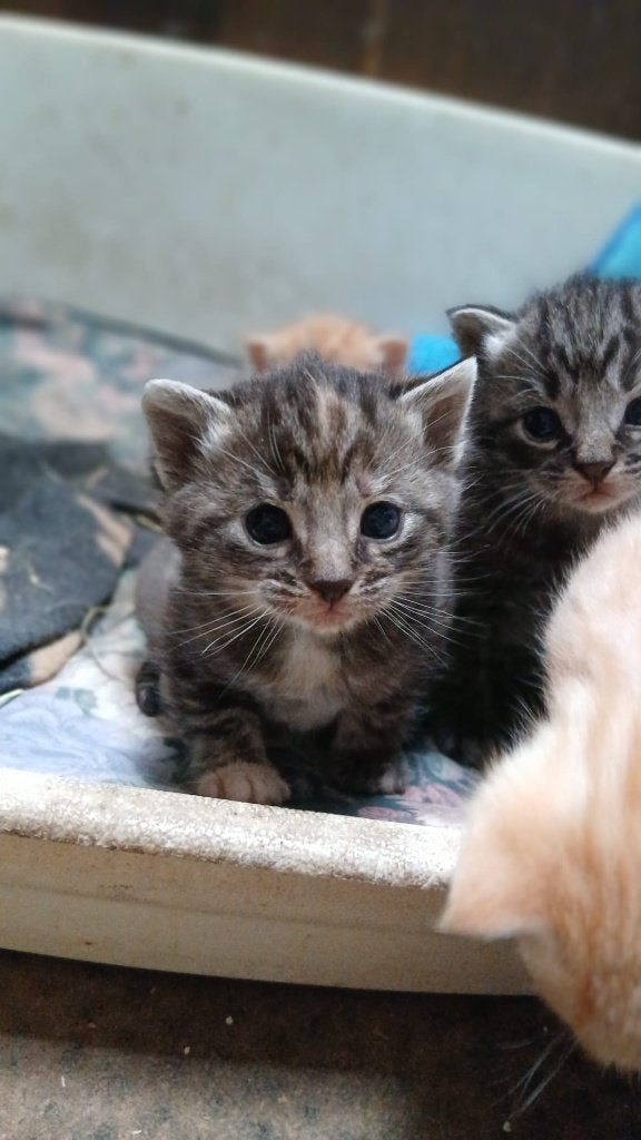 Boerderijkittens, Dieren en Toebehoren, Meerdere dieren, Kortharig, 0 tot 2 jaar