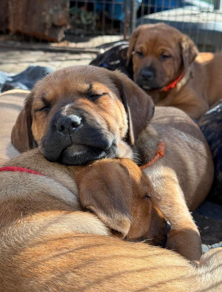 Puppy’s kruising dog. Prachtig mooi en lief., Dieren en Toebehoren, Honden | Niet-rashonden, 8 tot 15 weken, Groot, Meerdere, Meerdere dieren