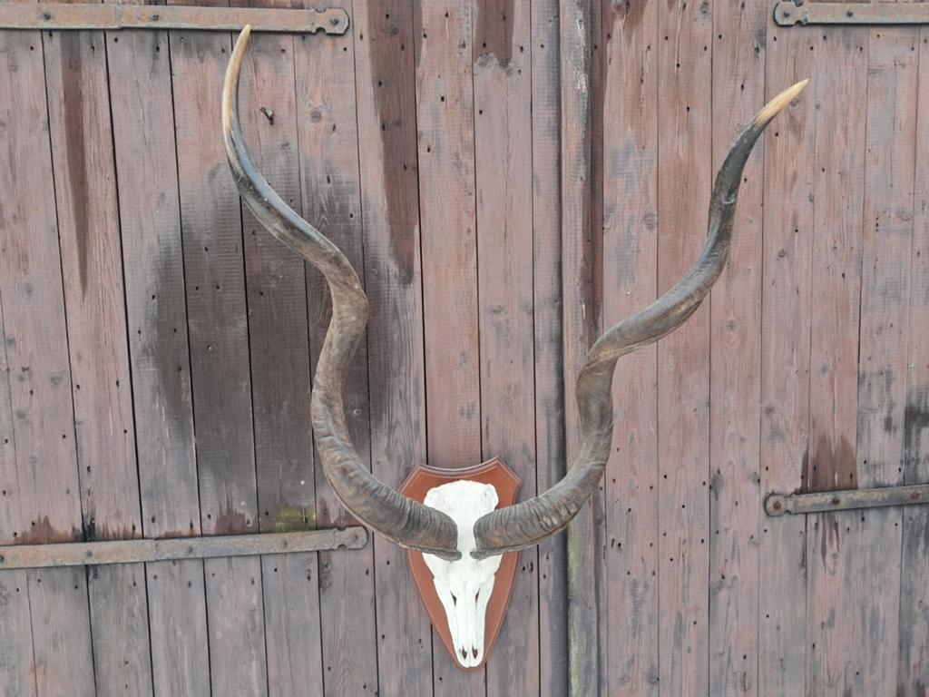 Imposante Grote Koedoe Schedel – Lange Spiraalhoorns – Uniek, Ophalen, Gebruikt, Wild dier, Schedel