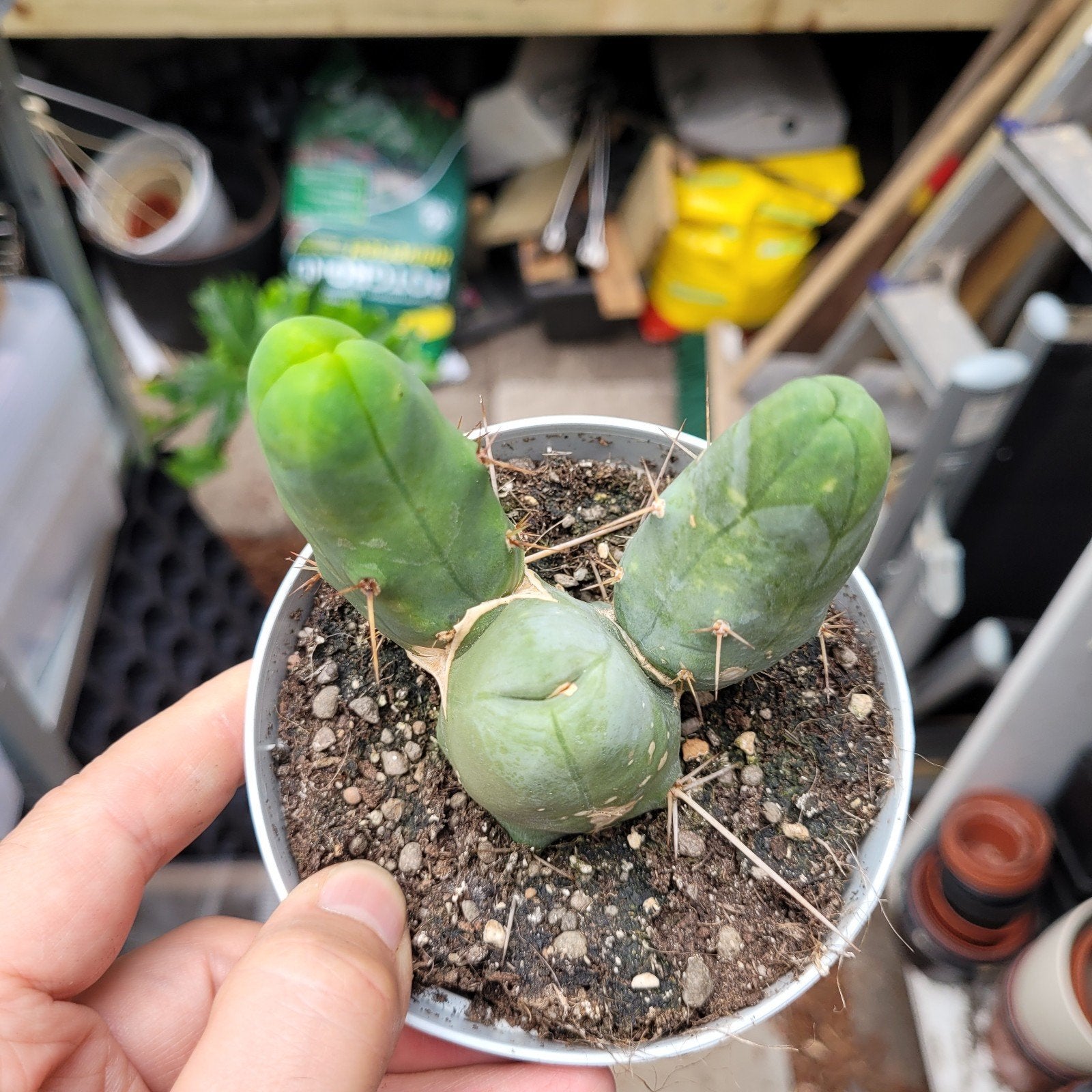 Penis cactus p10, Huis en Inrichting, Kamerplanten, Ophalen of Verzenden, Cactus, Volle zon, Minder dan 100 cm