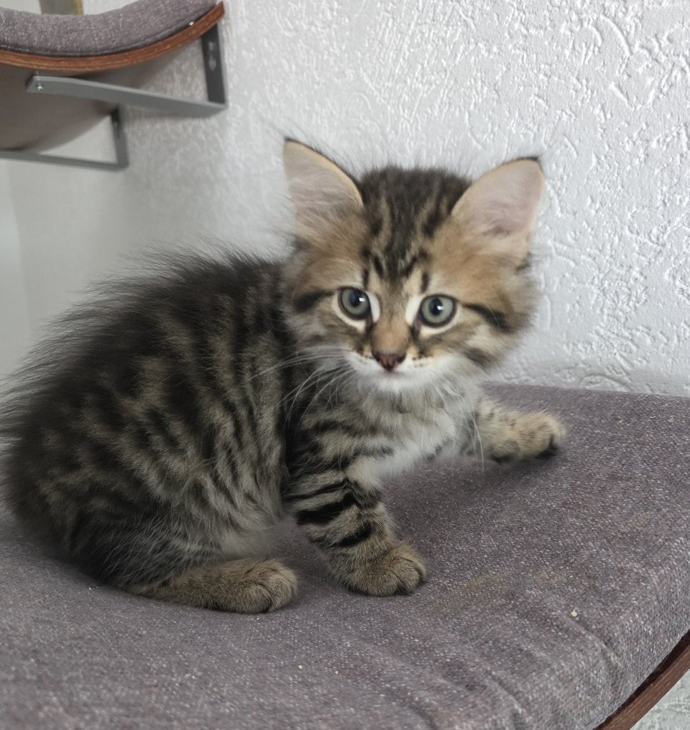 Siberische kittens met stamboom., Dieren en Toebehoren, Katten en Kittens | Raskatten | Langhaar, Meerdere dieren, Met stamboom