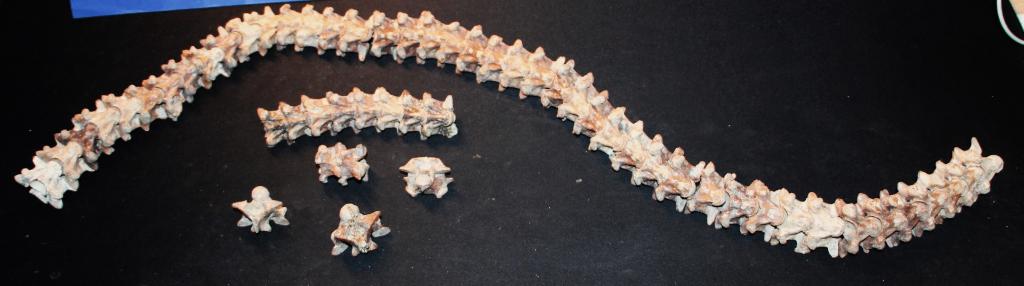 Wervelkolom slang, Ophalen of Verzenden, Fossiel