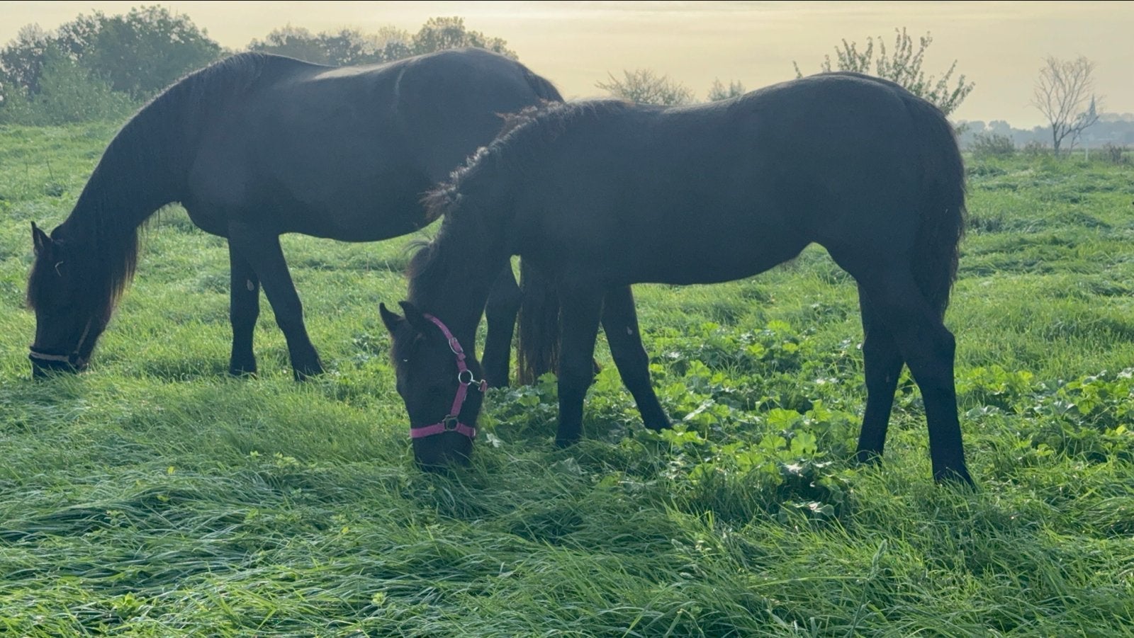 Prachtig Fries merrie veulen 6 mnden oud te koop, Dieren en Toebehoren, Merrie, Minder dan 160 cm, Met stamboom, Dressuurpaard