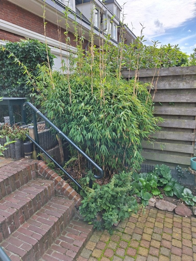 bamboestruik gratis afhalen, Tuin en Terras, Ophalen, Volle zon, Overige soorten, Minder dan 100 cm