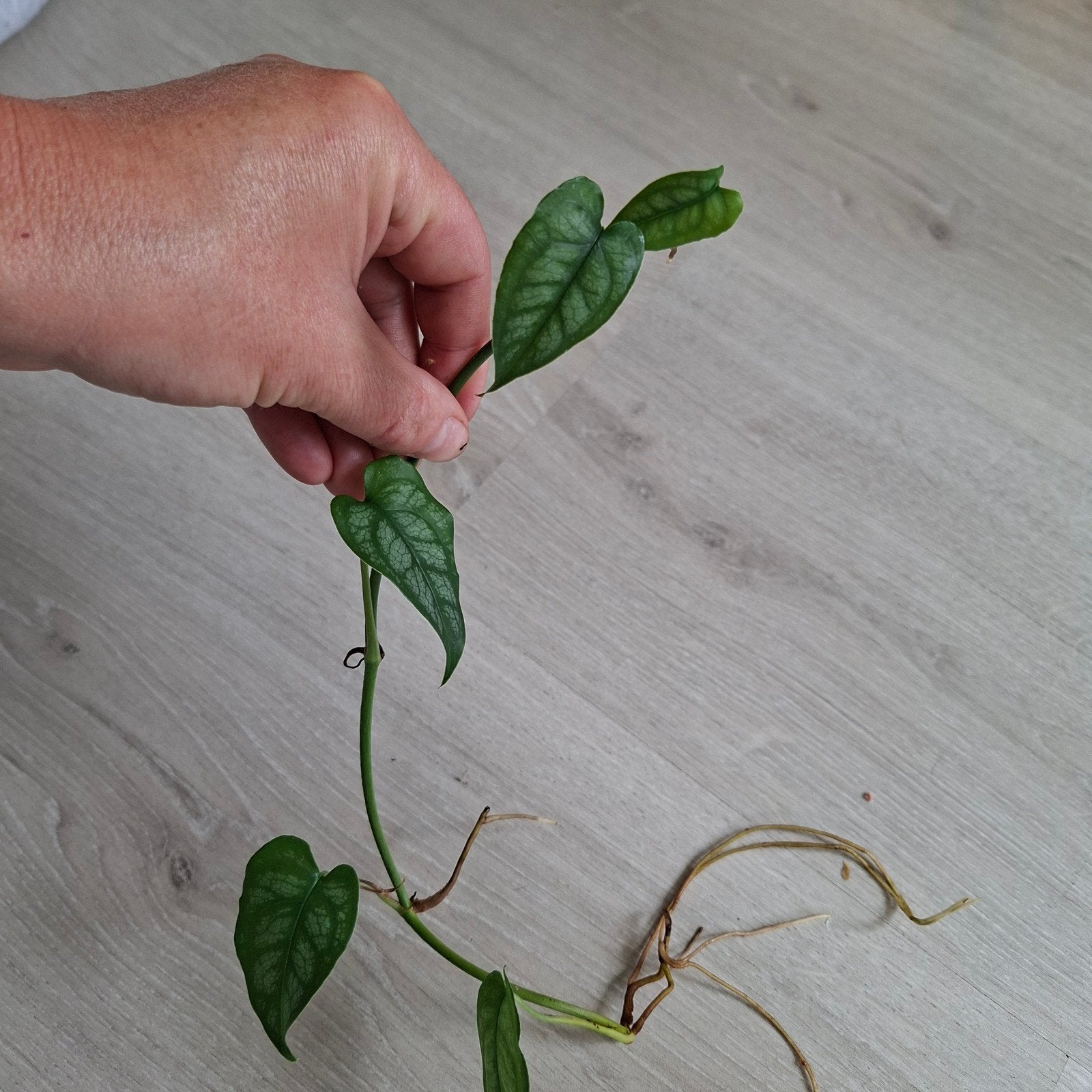 Monstera Siltepecana lange stek ong 30 cm, Ophalen of Verzenden, Halfschaduw, Minder dan 100 cm