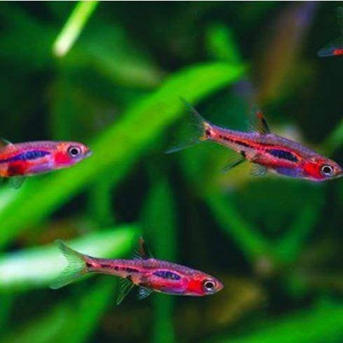 Boraras merah –Rasbora phoenix 1,5-2 cm, Vis, Zoetwatervis, Schoolvis