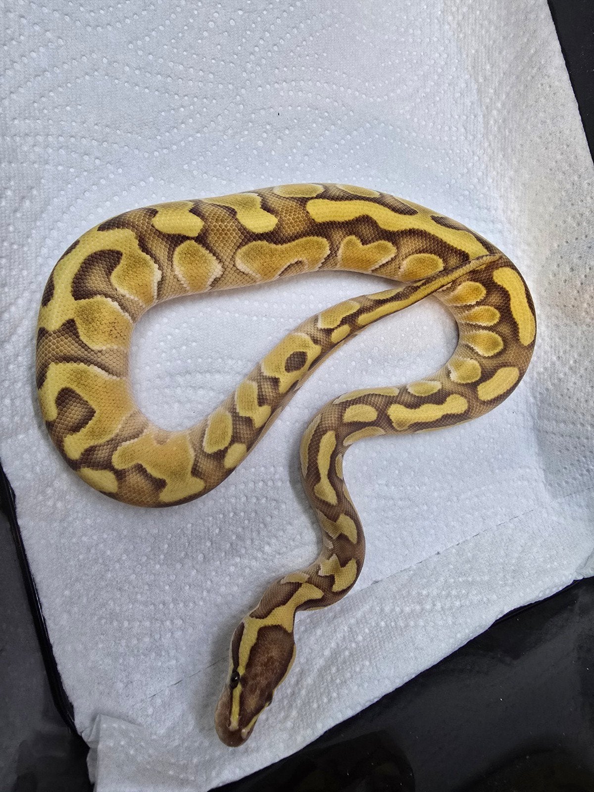vele koningspythons in diversen kleuren nk 2026 Ball Python photo 3