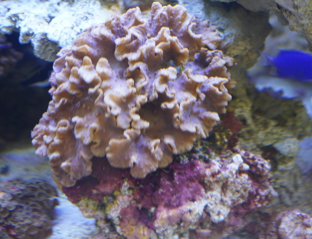 'zeeaquarium Kroepoek leder koraal op steen., Dieren en Toebehoren, Vissen | Aquariumvissen, Overige typen