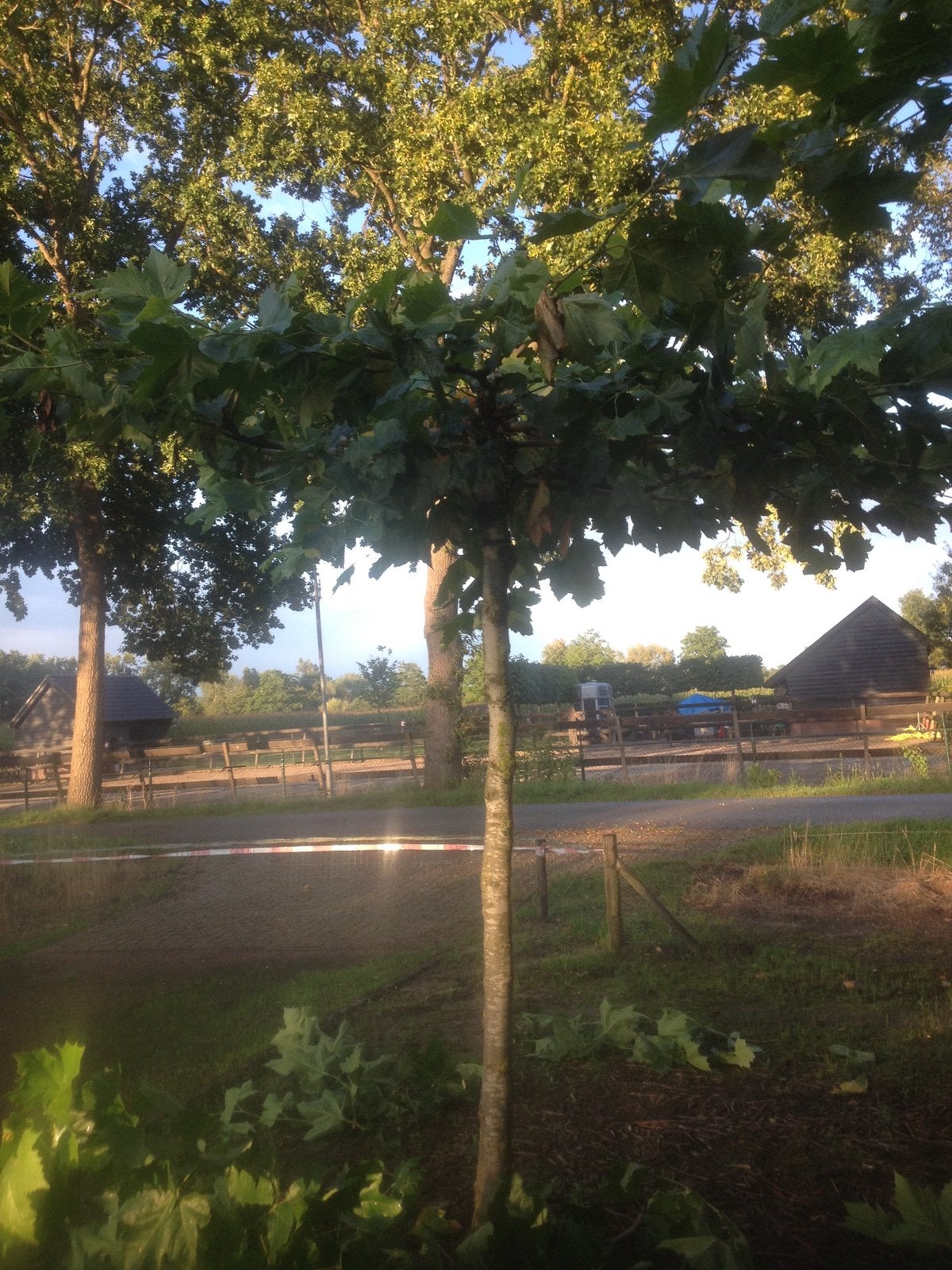 Dakplatanen en Leiplataan te koop, Ophalen, In pot, Dakboom