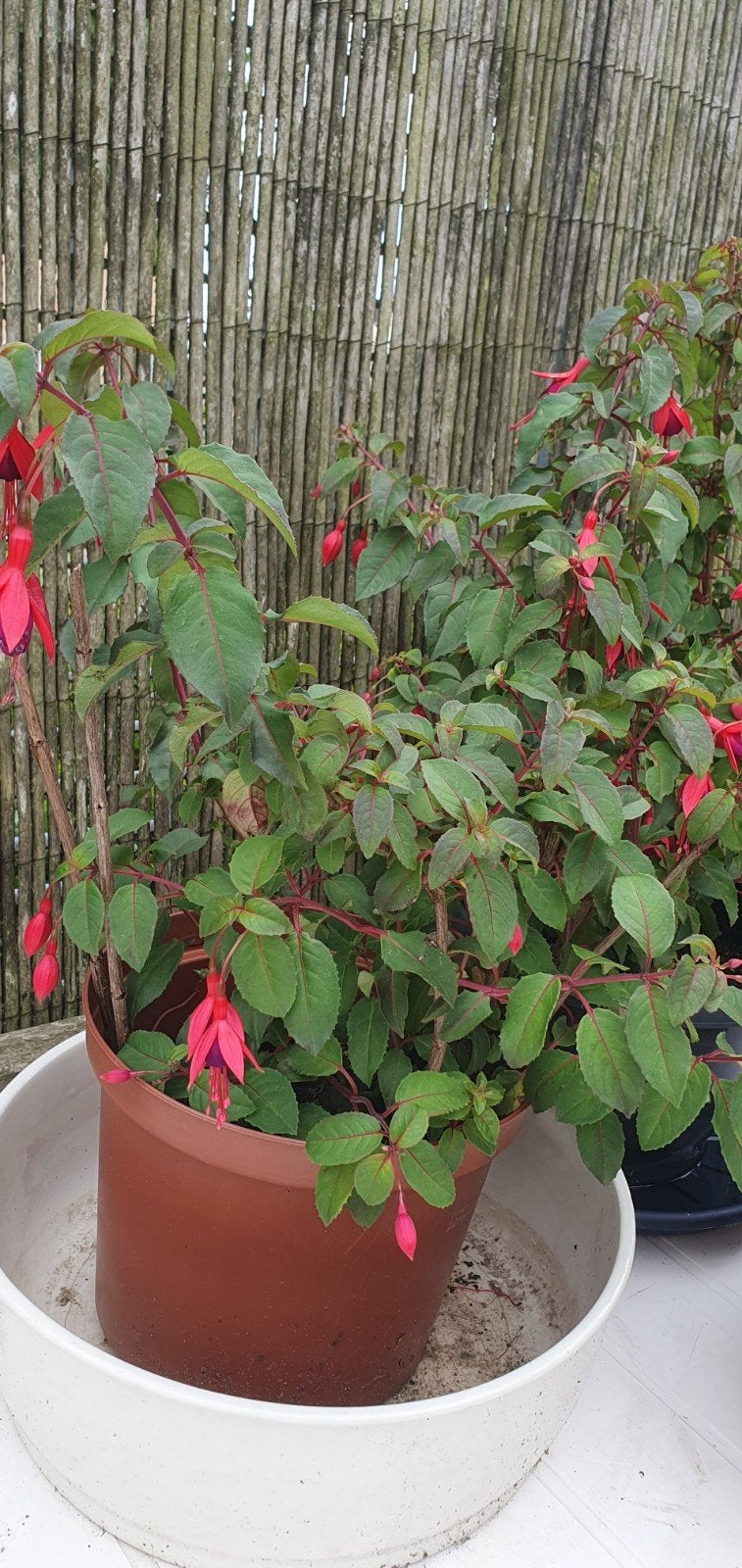3 volle grote Fuchsia planten - €7 per pot, Tuin en Terras, Planten | Tuinplanten, Vaste plant, Halfschaduw, Zomer, Ophalen