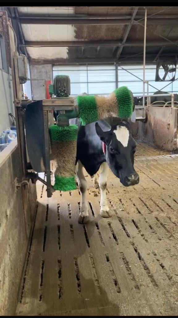 Koeborstel met wat werk, Dieren en Toebehoren, Stalling en Weidegang