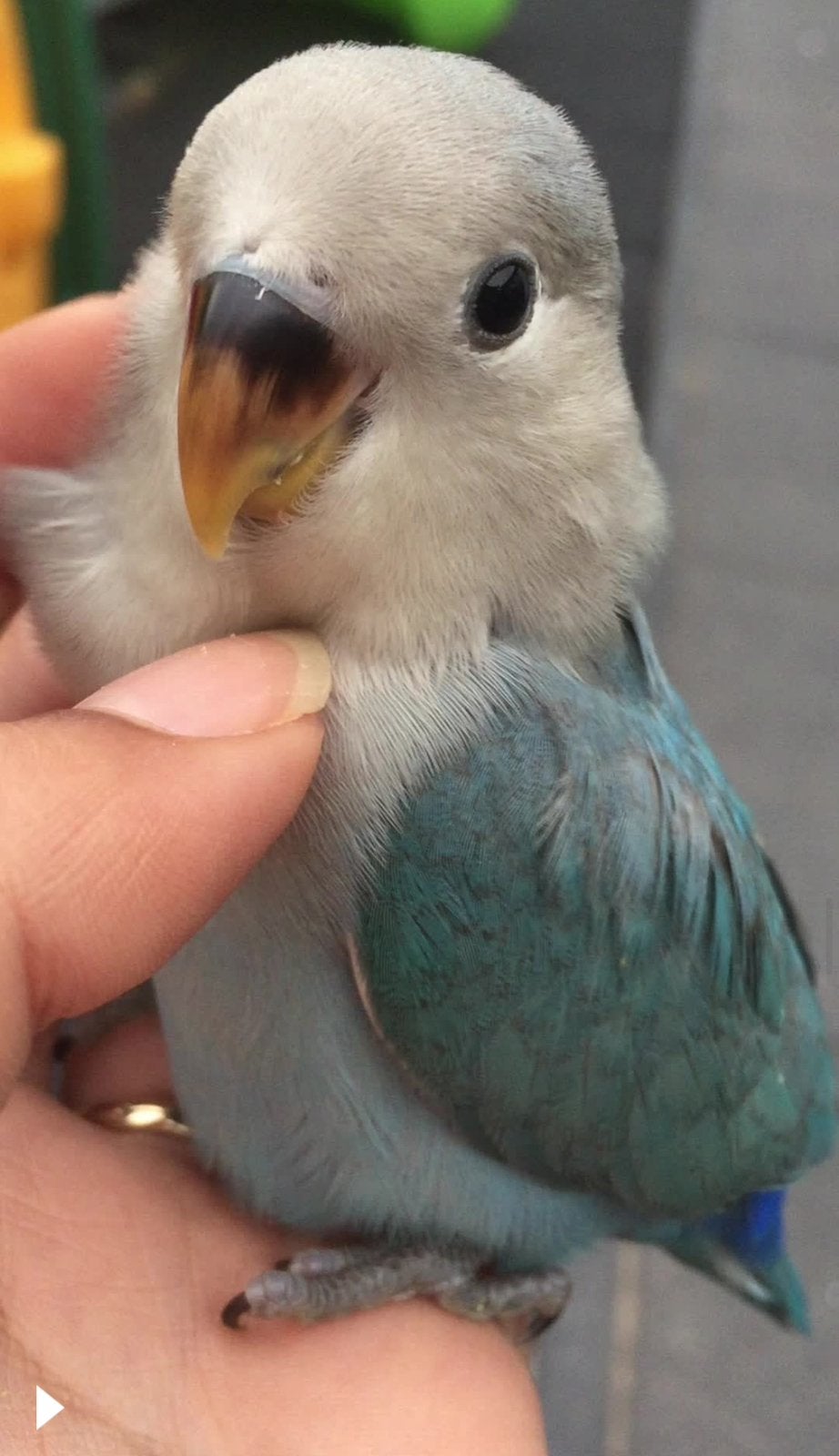 Tamme agapornis roseicolli handtam lovebird, Geslacht onbekend, Dwergpapegaai of Agapornis, Tam