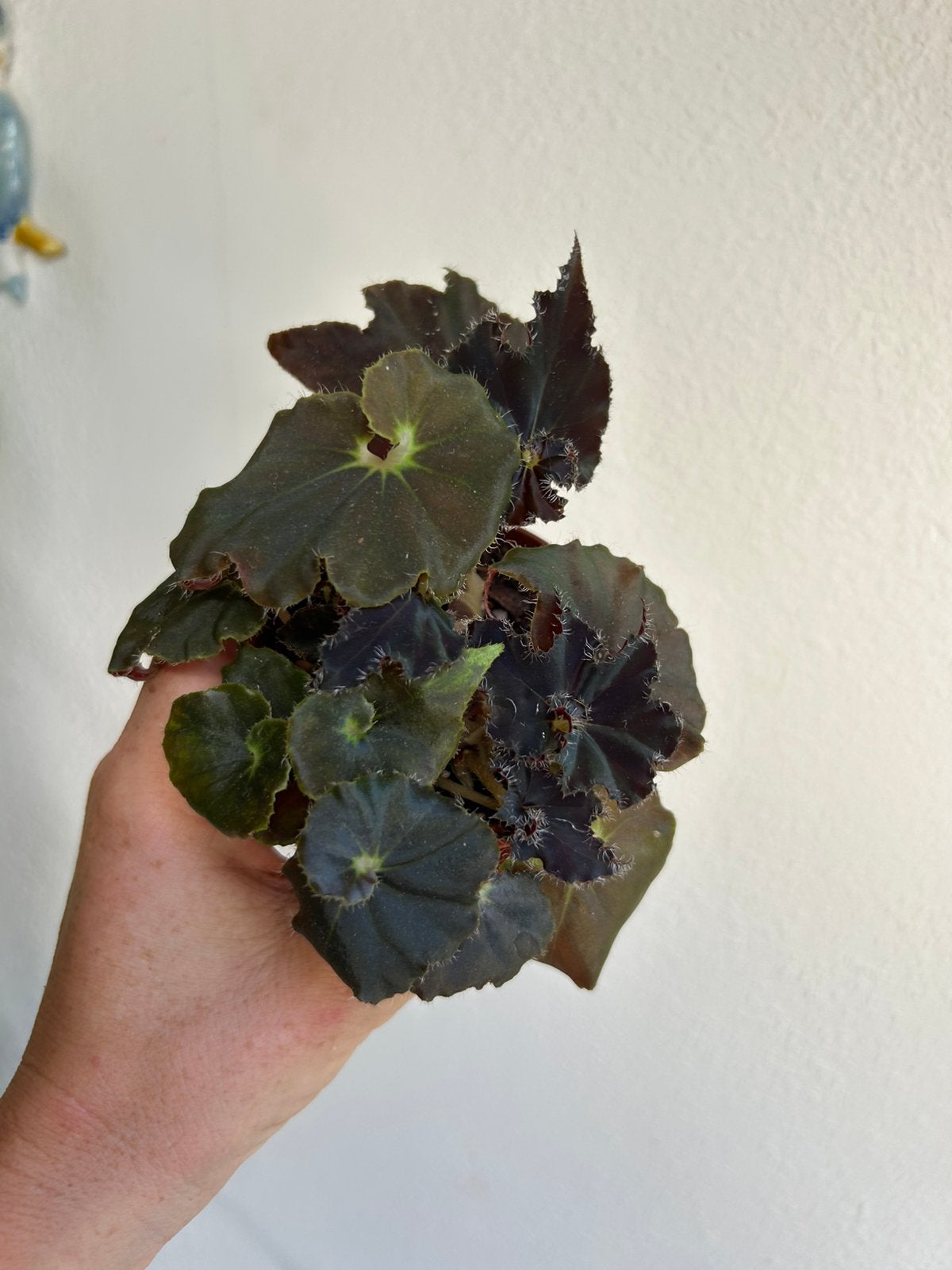 Begonia black mamba plantje uit stek, Ophalen of Verzenden, Halfschaduw, Minder dan 100 cm