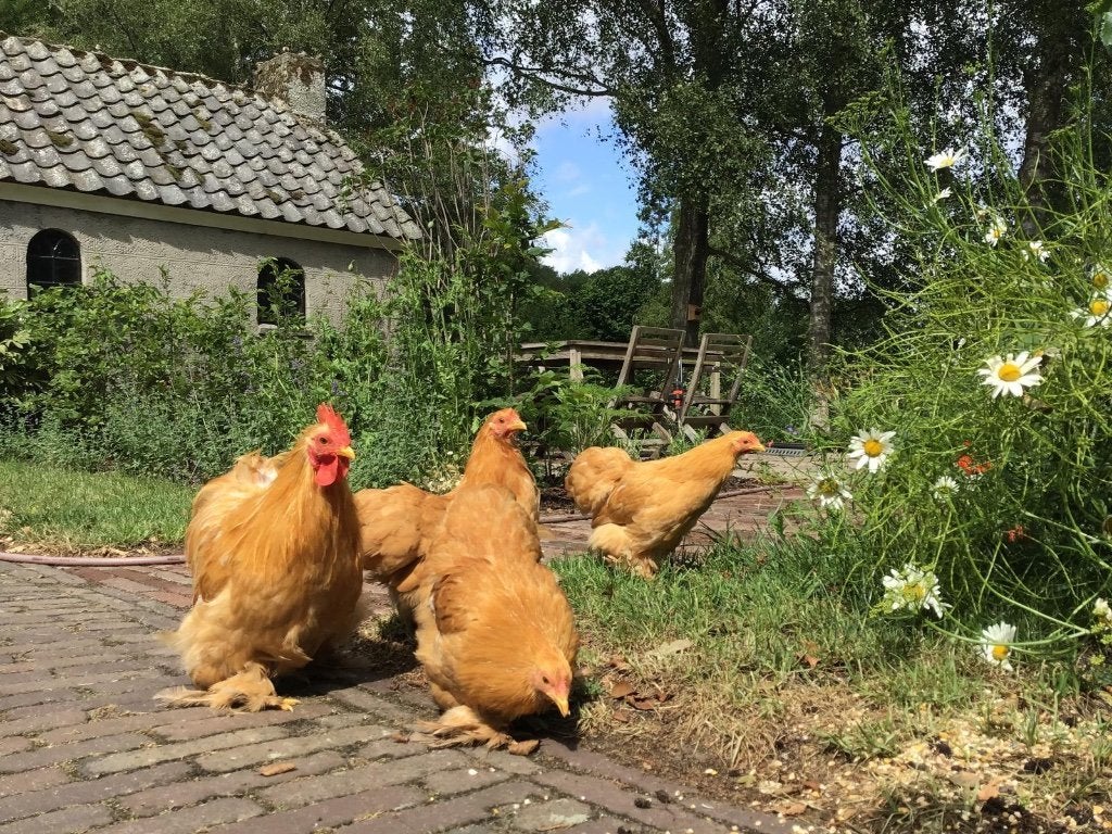 Cochin kriel hennen en hanen, Dieren en Toebehoren, Meerdere dieren, Kip